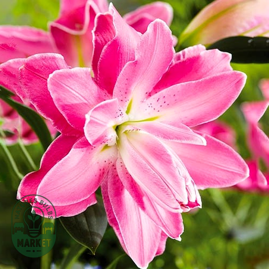 Lotus Wonder