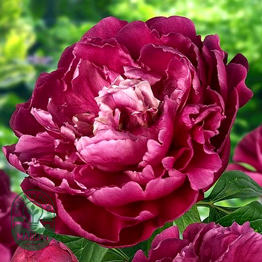 Louis Van Houtte
