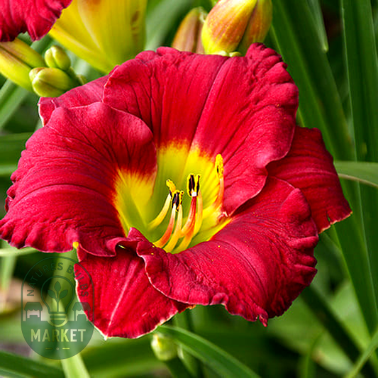 Lovely Ladybug