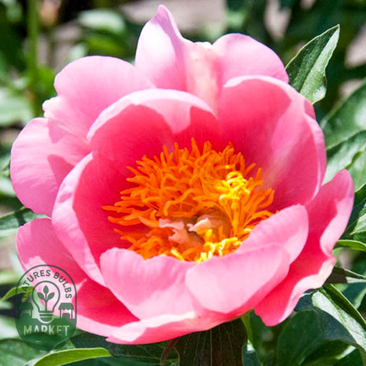 Lovely Rose