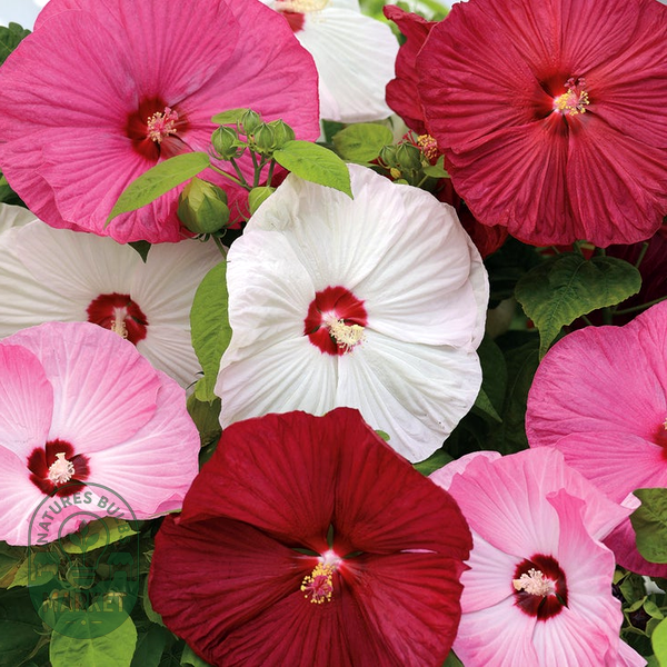 Luna™ Mix Hibiscus Seeds