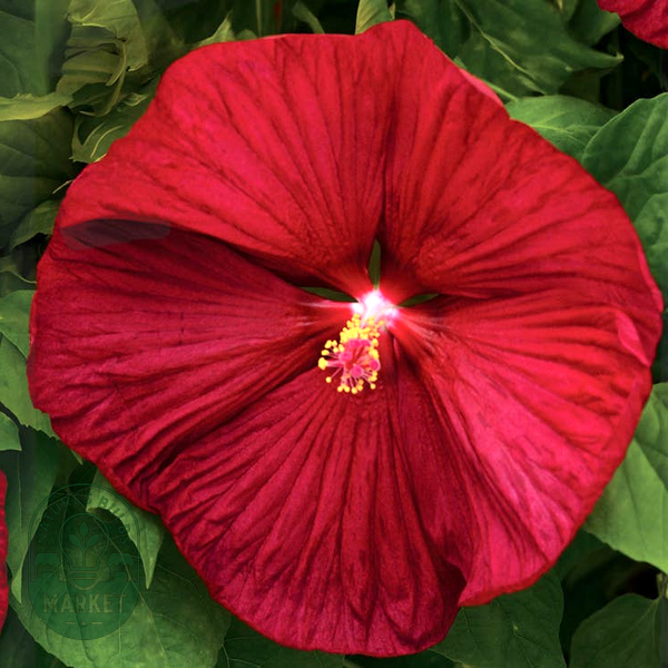 Luna™ Red Hibiscus Seeds