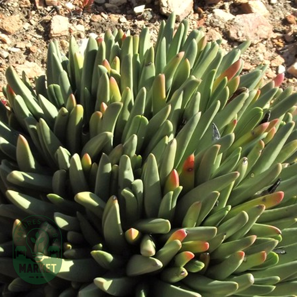 Machairophyllum albidum