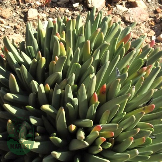 Machairophyllum albidum