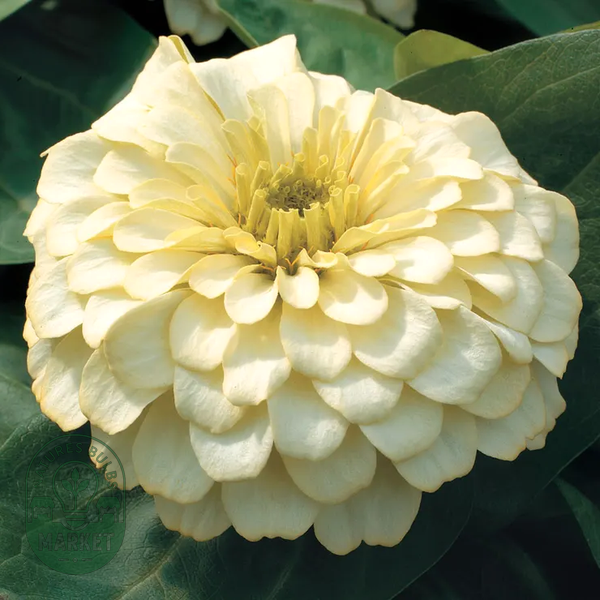 Magellan™ Ivory Zinnia Seeds