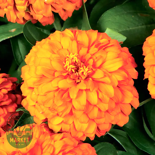 Magellan™ Orange Zinnia Seeds