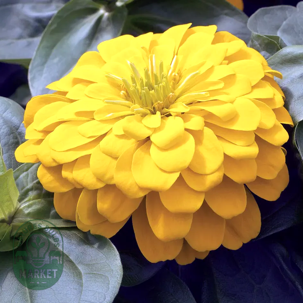 Magellan™ Yellow Zinnia Seeds