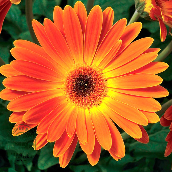 Majorette Sunset Orange Hybrid Gerbera Daisy Seeds