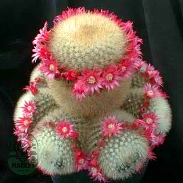 Mammillaria pilcayensis