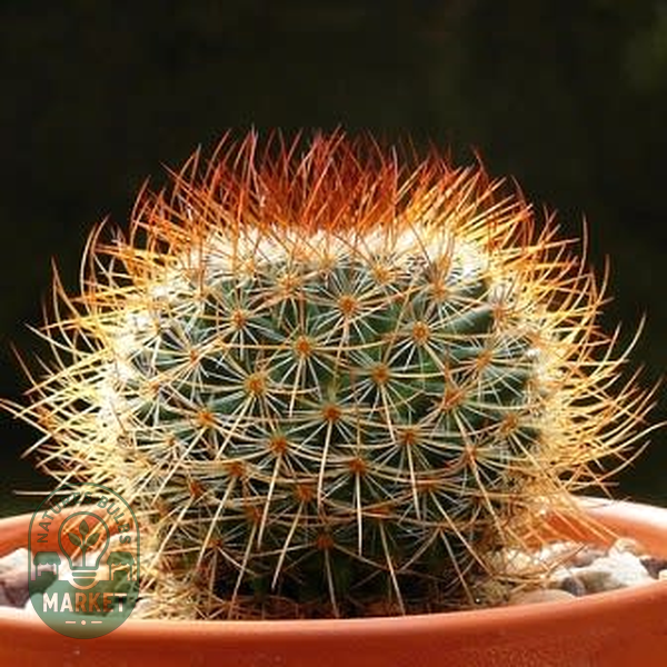 Mammillaria rhodantha var. rubrum