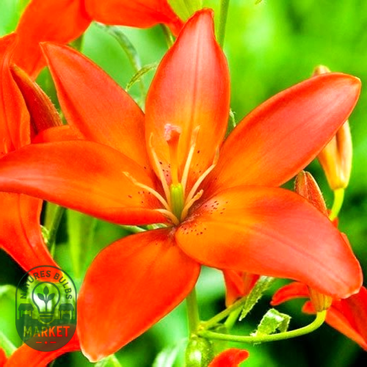 Mandarin Star