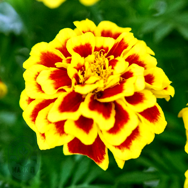 Mango Tango Marigold Seeds
