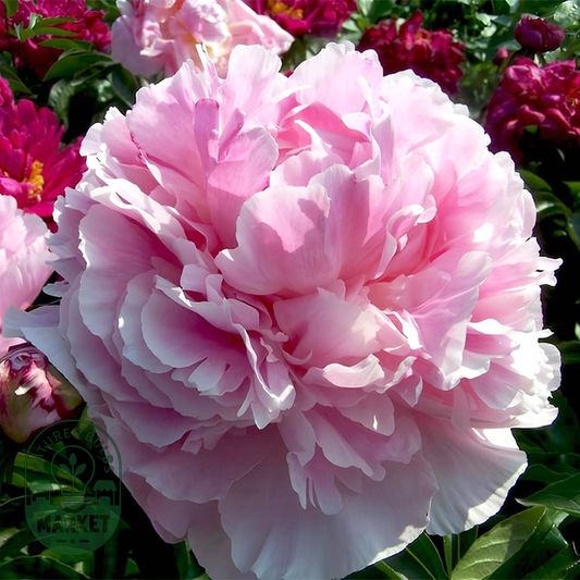 Marie Crousse