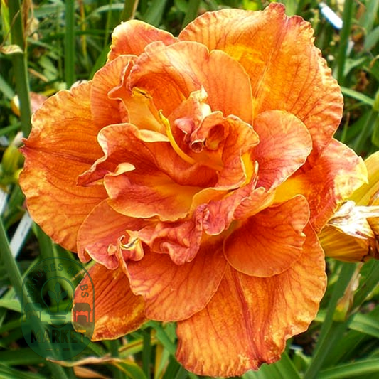 Mary Brown