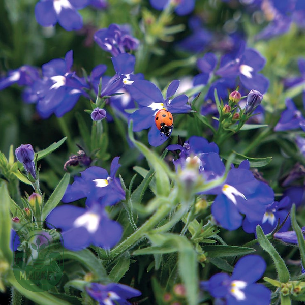 Masterpiece Blue with Eye Lobelia Seeds