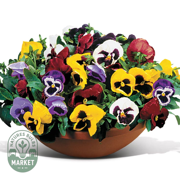 Matrix® Full Mix Hybrid Pansy Seeds