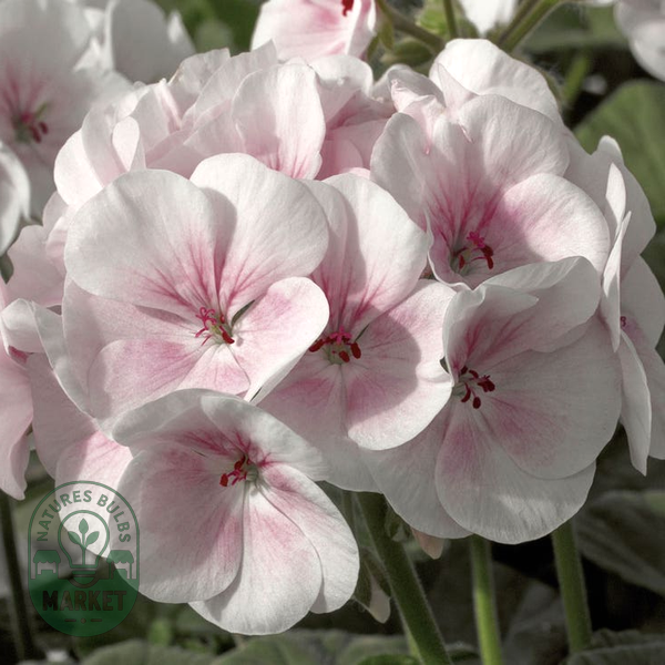 Maverick™ Appleblossom Hybrid Geranium Seeds