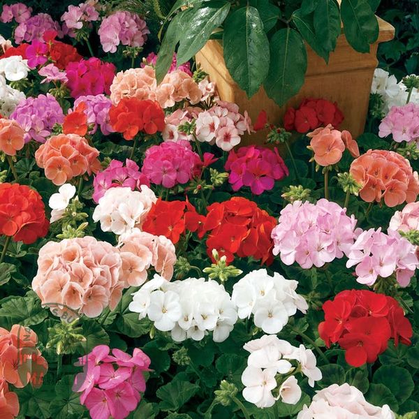 Maverick™ Mix Geranium Seeds