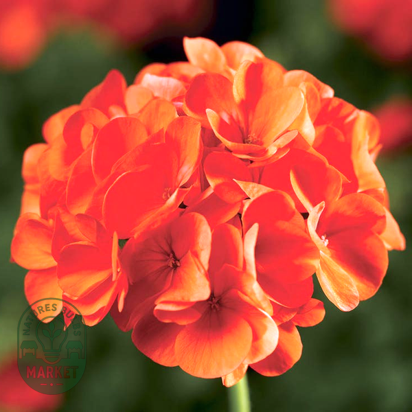 Maverick™ Orange Geranium Seeds