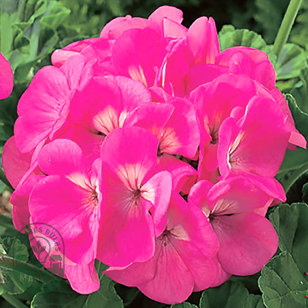 Maverick™ Pink Hybrid Geranium Seeds