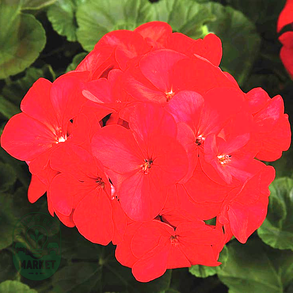 Maverick™ Red Hybrid Geranium Seeds