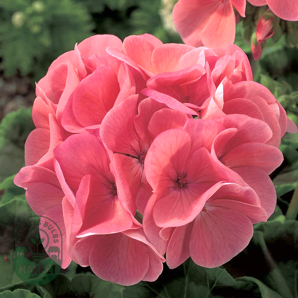 Maverick™ Salmon Hybrid Geranium Seeds