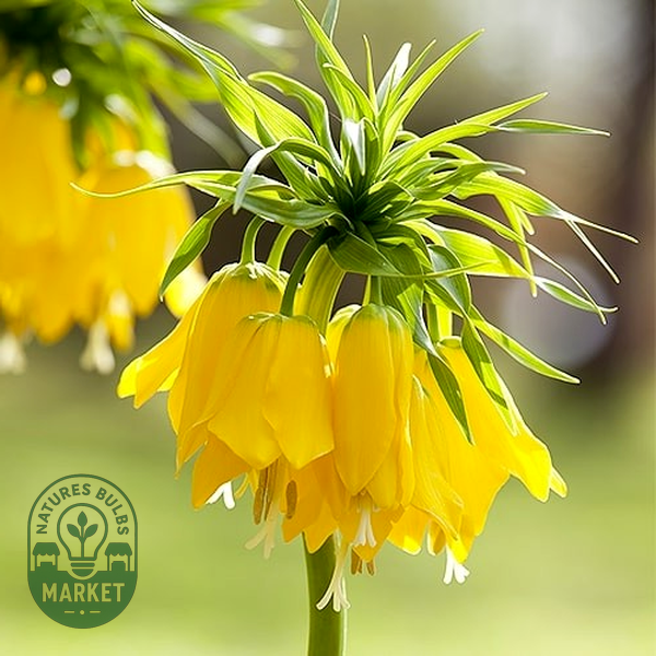 Maxima Lutea