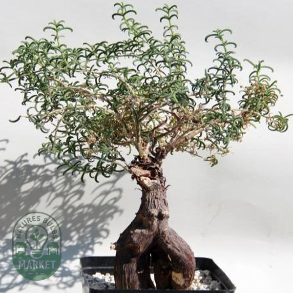 Mestoklema arboriforme