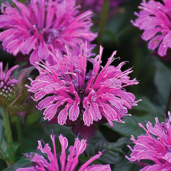 Monarda Sugar Buzz® 'Bubblegum Blast' Bee Balm