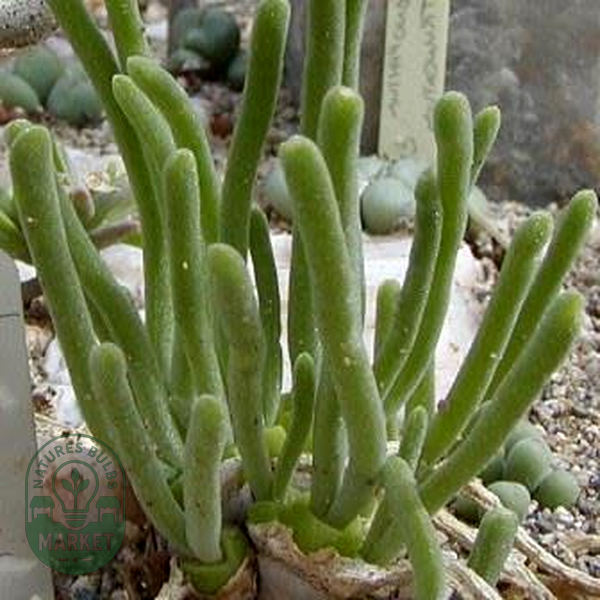 Monilaria pisiformis