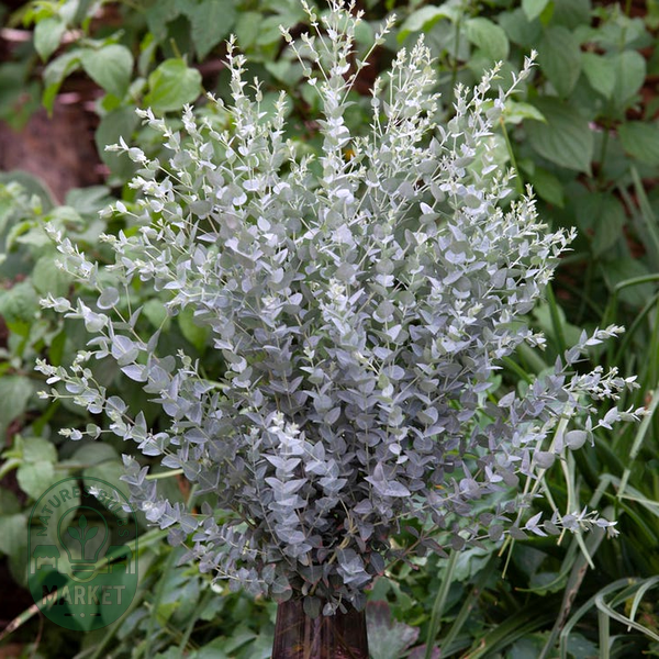 Moon Lagoon Eucalyptus Seeds