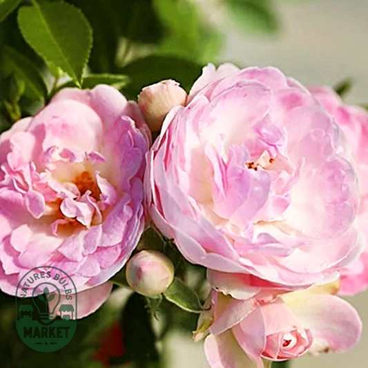Morsdag Pink