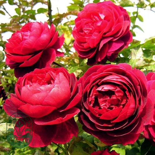 Morsdag Red