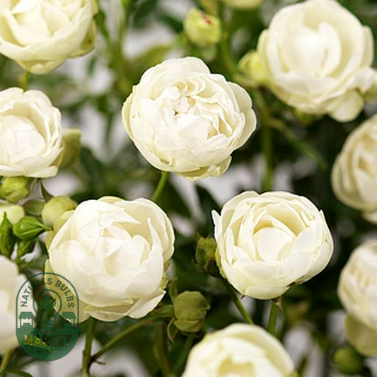 Morsdag White