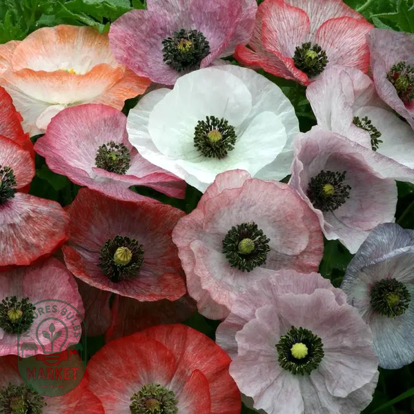 Mother of Pearl' Poppy Seeds