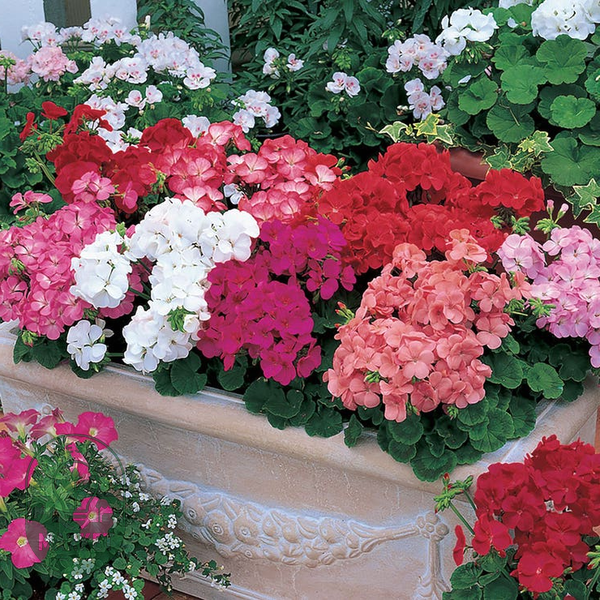 Multibloom™ Mix Hybrid Geranium Seeds