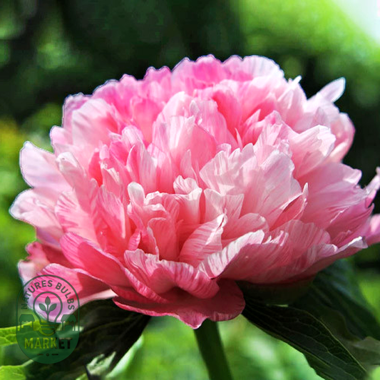 Mutabilis Plena