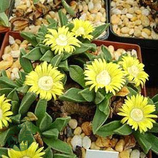 Nananthus aloides