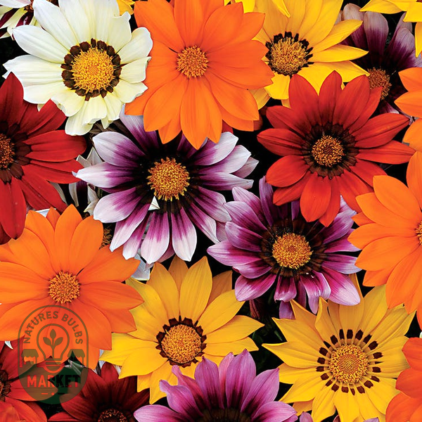 New Day® Mix Hybrid Gazania Seeds