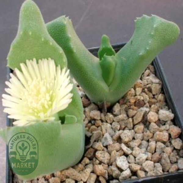 Odontophorus nanus
