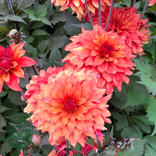 Orange Paradise