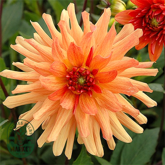 Orange Pygmy