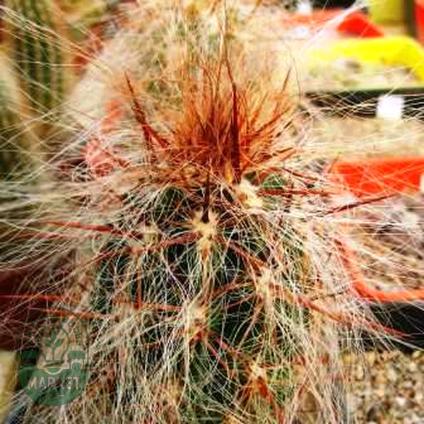 Oreocereus fossulatus rubrispina