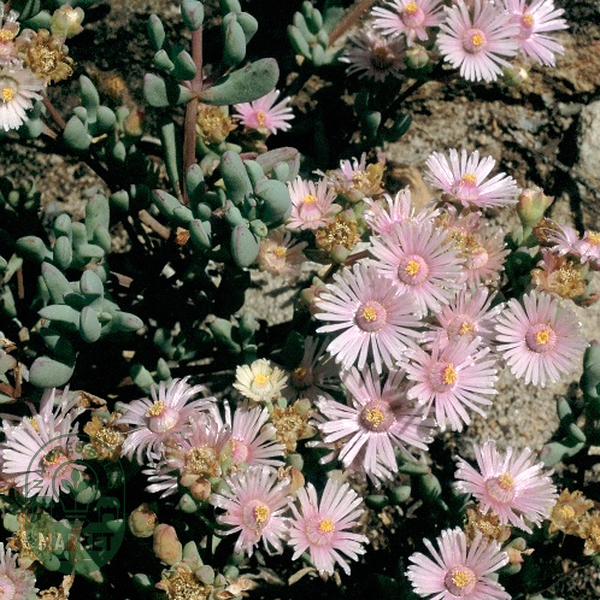 Oscularia alba