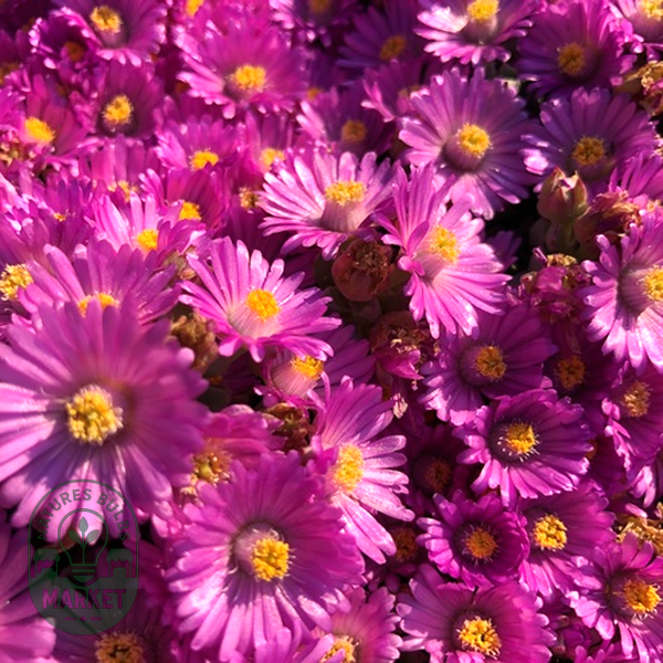 Oscularia caulescens
