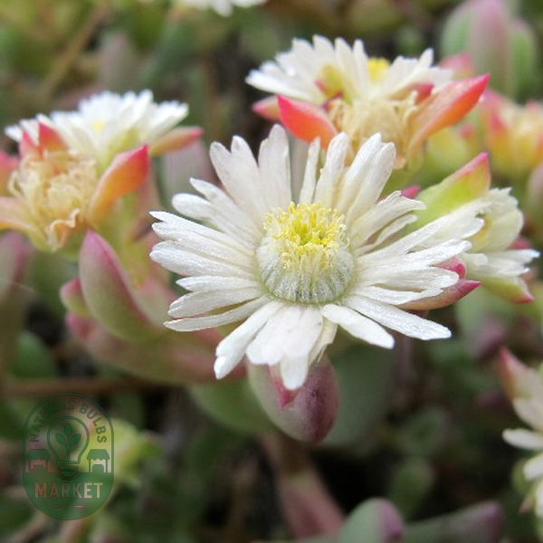 Oscularia comptonii