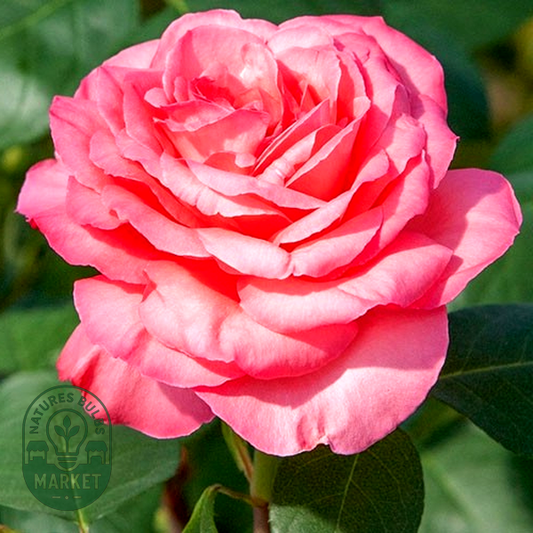 Panthere Rose
