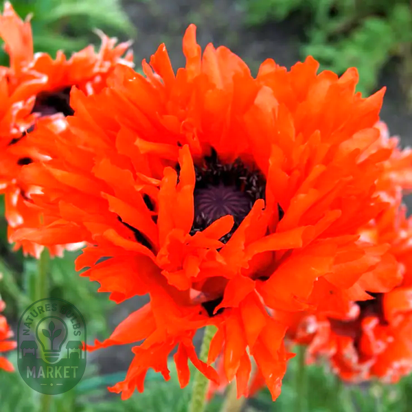 Papaver 'Ruffled Princess of Orange' Poppy