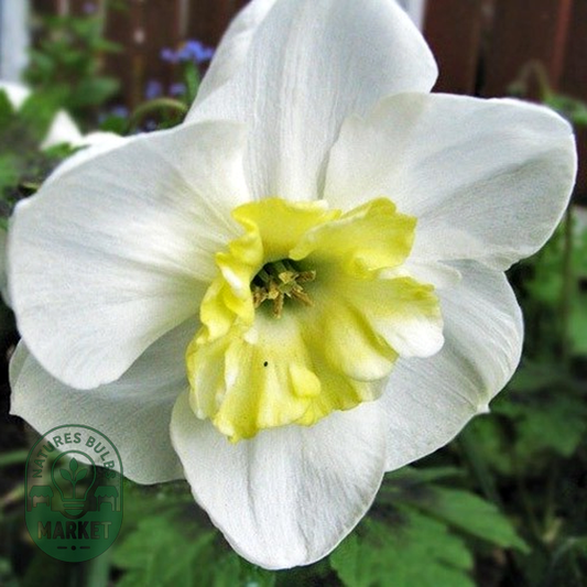 Papillon Blanc