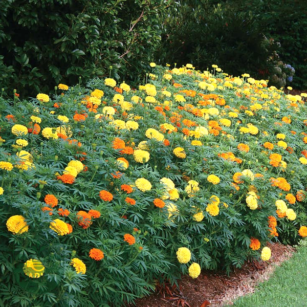 Whopper Mix Marigold Seeds